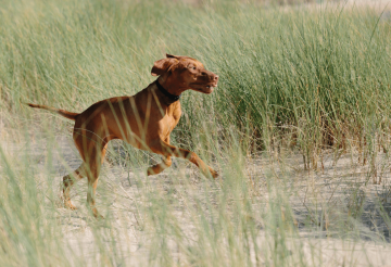 the thatched tavern (2).png