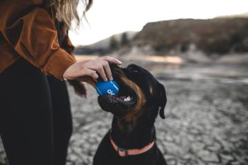 dog-friendly-dining-4.jpg