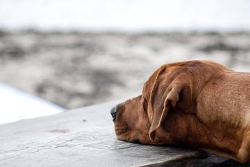 dog-friendly-dining-7.jpg