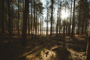 now forest 2.jpg