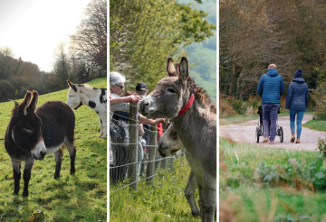 Plymbridge Woods, Donkey Sanctuary and Drake's Trail (2) - 1.png