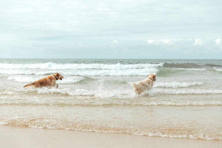 The five best dog walks in & around Mawgan Porth Perfect Stays