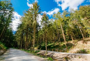 Flat woodland trail, with tall trees and blue skies.