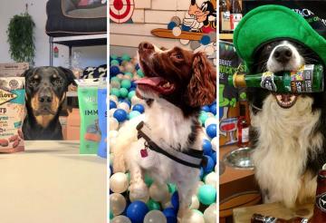 dog-friendly-shops-cornwall (3).jpg